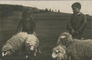 Podhale - Sheep, ca. 1930.