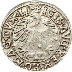Litva Polgrosz 1556 Vilnius MANI (RR)