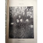 Pisuliński A. - Szlakiem Słonia Afrykańskiego - wrażenia z podróży i polowań w Afryce Środkowej, Lwów 1928 [ myślistwo ]