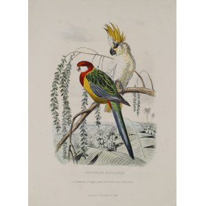 Edouard TRAVIES (1809-1876), Papugi egzotyczne, lata 40-50 XIX w.