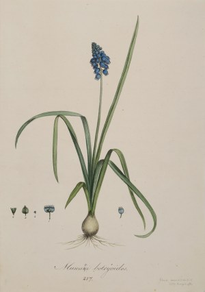 Artysta NIEOKREŚLONY (XIX w.), Szafirek drobnokwiatowy (tytuł oryg. „Muscani botryoides”), 1840