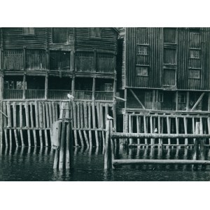 Edward Hartwig. Mouettes de Norvège
