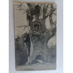PHOTO KAZIMIERZ, OAK TREE, FOT WALDBAUM PULTURES