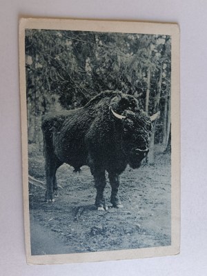 POHLEDNICE BELOVEŽSKÁ PUSZCZA BIAŁOWIESKA, ZUBR, FOT MACIEJEWSKI