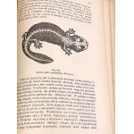 BOAS- PODRĘCZNIK ZOOLOGII 1893 setki rycin