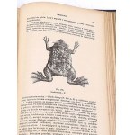 BOAS- PODRĘCZNIK ZOOLOGII 1893 setki rycin