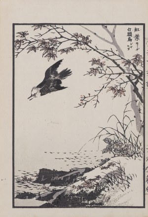 Kikuchi Hobun (1862-1918), White-headed bird and autumn maple leaves, from the series: 
