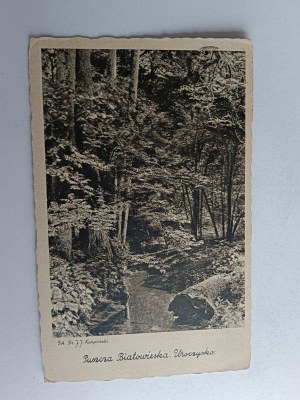 POCZTÓWKA PUSZCZA BIAŁOWIESKA, BIAŁOWIEŻA, UROCZYSKO, FOT KARPIŃSKI, ZNACZEK, STEMPEL, 1938 R