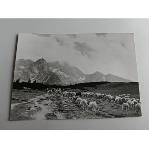 POCZTÓWKA PRL TATRY WYSOKIE NA KARCZMISKU WYPAS OWIEC