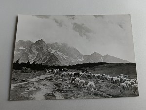POCZTÓWKA PRL TATRY WYSOKIE NA KARCZMISKU WYPAS OWIEC