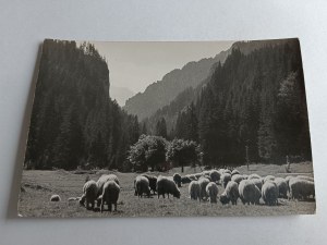 CARTE POSTALE PRL VALLÉE DE LA TATRA OCCIDENTALE KOŚCIELISKA MOUTONS AU PÂTURAGE