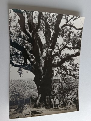 POSTCARD PRL BARTEK LEGENDARY OAK BARTEK