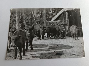 POSTCARD PRL BIA這WIE瘸 BISON FOREST BISON