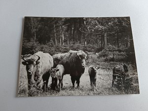 POSTCARD PRL BIALOWIEZA BELOVEZHSKAYA PUSZCZA BIAŁOWIESKA BISON, STAMP