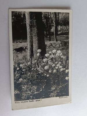 PHOTO OF KŁODZKO ROSE