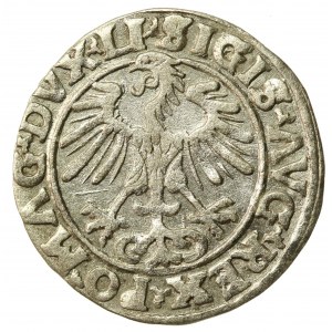 Zygmunt II August, Półgrosz 1555 Wilno, LI/LITVA. A bez belki na rew. (521)