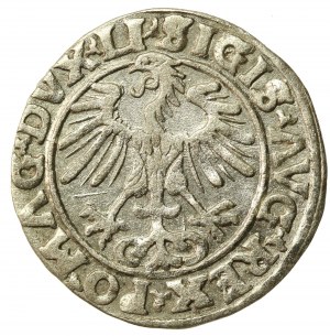 Sigismund II Augustus, Half-penny 1555 Vilnius, LI/LITVA. A without beam on rev. (521)