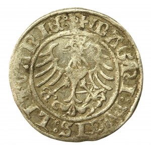 Zygmunt I Stary, Półgrosz 1509, Wilno (525)