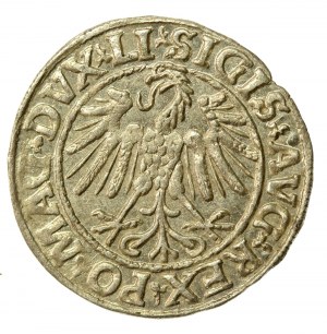 Sigismund II Augustus, Half-penny 1547, Vilnius - LI/LITVA (530)