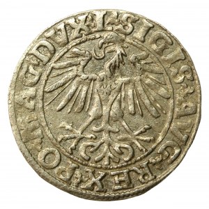 Zygmunt II August, Półgrosz 1550, Wilno - L/LITVA. Rzadkie (538)