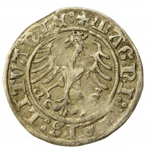 Zygmunt I Stary, Półgrosz 1509, Wilno (548)