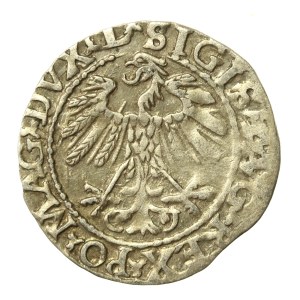 Zygmunt II August, Półgrosz 1559, Wilno - L/LITVA (634)