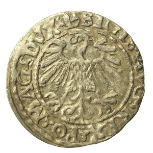 Zygmunt II August, Półgrosz 1559, Wilno - LI/LITV (636)