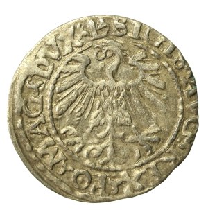 Sigismund II Augustus, Half-penny 1559, Vilnius - LI/LITV (636)