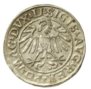 Sigismund II Augustus, Half-penny 1547, Vilnius - LI/LITVA (639)