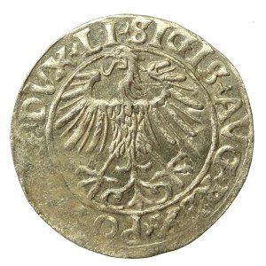 Zygmunt II August, Półgrosz 1556 Wilno, L/LITVA (642)