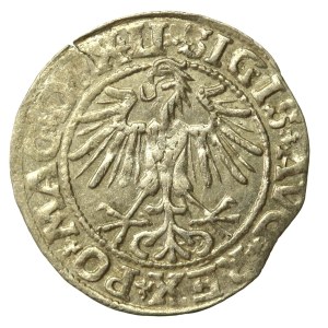 Zygmunt II August, Półgrosz 1549, Wilno - LI/LITVA (644)