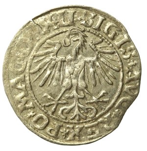 Sigismund II Augustus, Half-penny 1549, Vilnius - LI/LITVA (644)