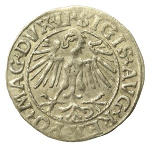 Zygmunt II August, Półgrosz 1548, Wilno - LI/LITVA (645)