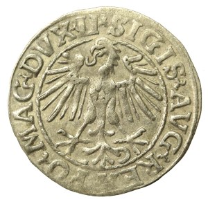 Sigismund II Augustus, Half-penny 1548, Vilnius - LI/LITVA (645)