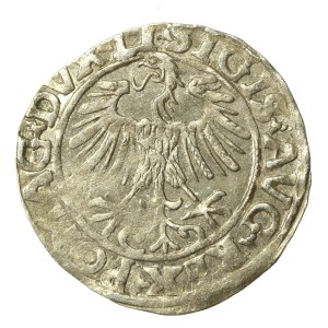 Zygmunt II August, Półgrosz 1556 Wilno, LI/LITVA (648)
