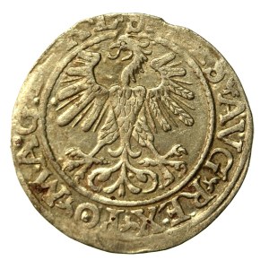 Zygmunt II August, Półgrosz 1560, Wilno.L/LITV (960)