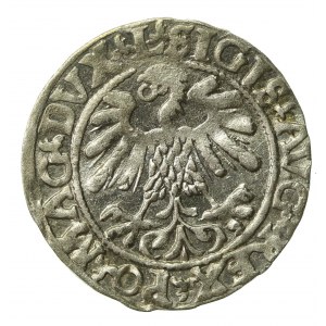 Zygmunt II August, Półgrosz 1559, Wilno - L/LITV (237)