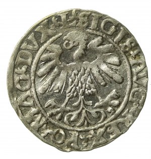 Sigismund II Augustus, Half-penny 1559, Vilnius - L/LITV (237)