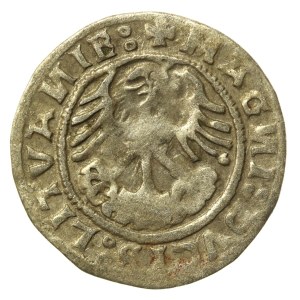 Zygmunt I Stary, Półgrosz 1519, Wilno (502)