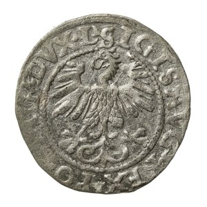 Zygmunt II August, Półgrosz 1560, Wilno - L/LITV (701)