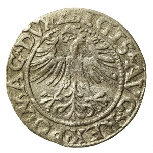 Zygmunt II August, Półgrosz 1562 Wilno - L/LITV. Ogon do góry (702)