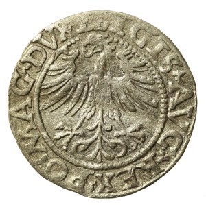 Sigismund II Augustus, Half-penny 1562 Vilnius - L/LITV. Tail up (702)