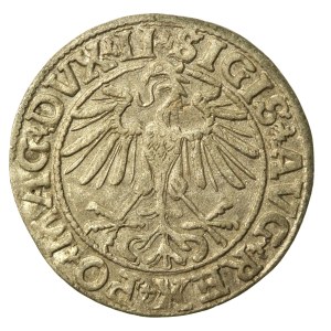 Zygmunt II August, Półgrosz 1550, Wilno - LI / LITVA (703)