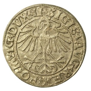 Sigismund II Augustus, Half-penny 1550, Vilnius - LI / LITVA (703)
