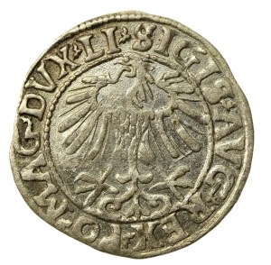 Sigismund II Augustus, Half-penny 1557, Vilnius - LI/LITVA (705)