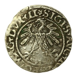 Zygmunt II August, Półgrosz 1560, Wilno - DVX LI/LITVA - rozeta - rzadki (572)