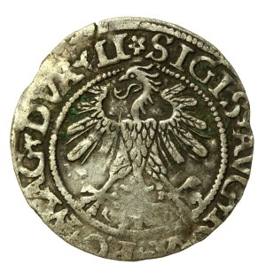 Sigismund II Augustus, Half-penny 1560, Vilnius - DVX LI/LITVA - rosette - rare (572)