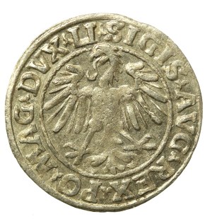 Sigismund II Augustus, Half-penny 1547, Vilnius - LI/LITVA (676)