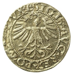 Sigismund II Augustus, Half-penny 1562 Vilnius - L/LITV. Tail up (680)