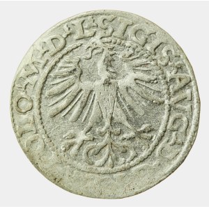 Zygmunt II August, Półgrosz 1564, Wilno - L/LITV (1201)